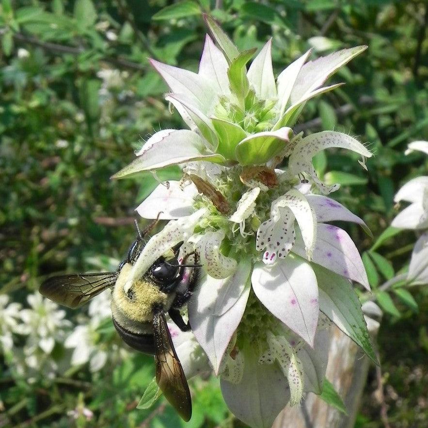 Spotted Beebalm