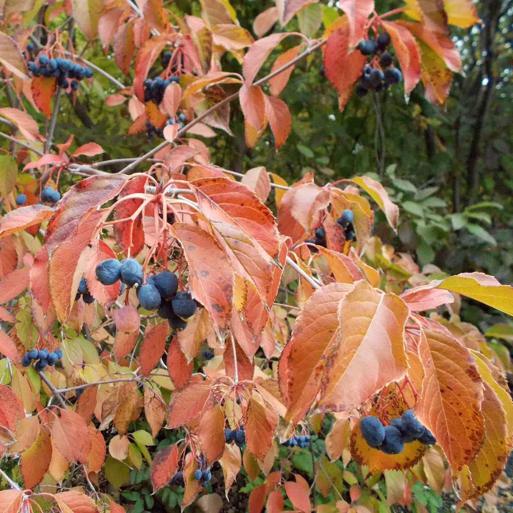 Nannyberry