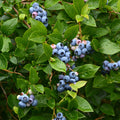Bluejay Blueberry