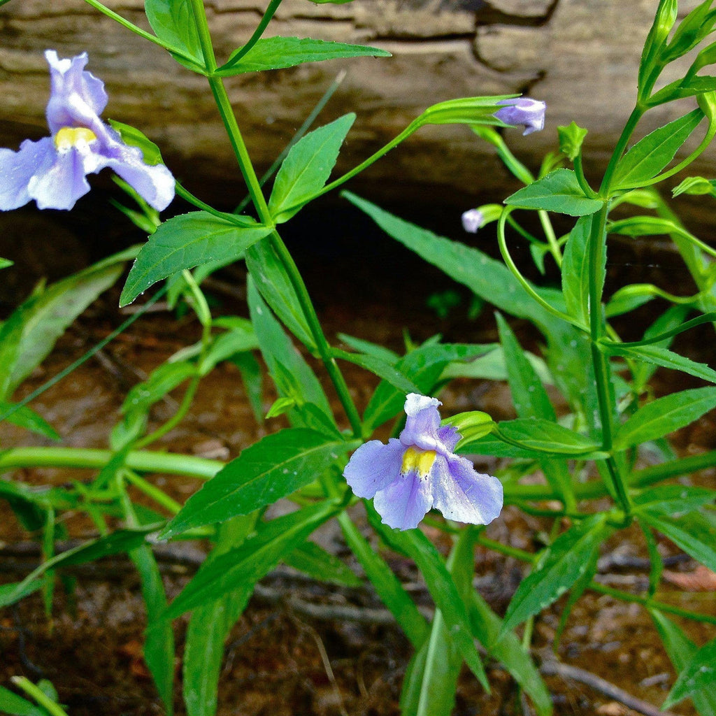 Allegheny Monkey Flower