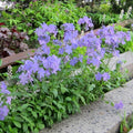 Blue Moon Woodland Phlox