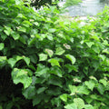 Hazelnut, American Filbert