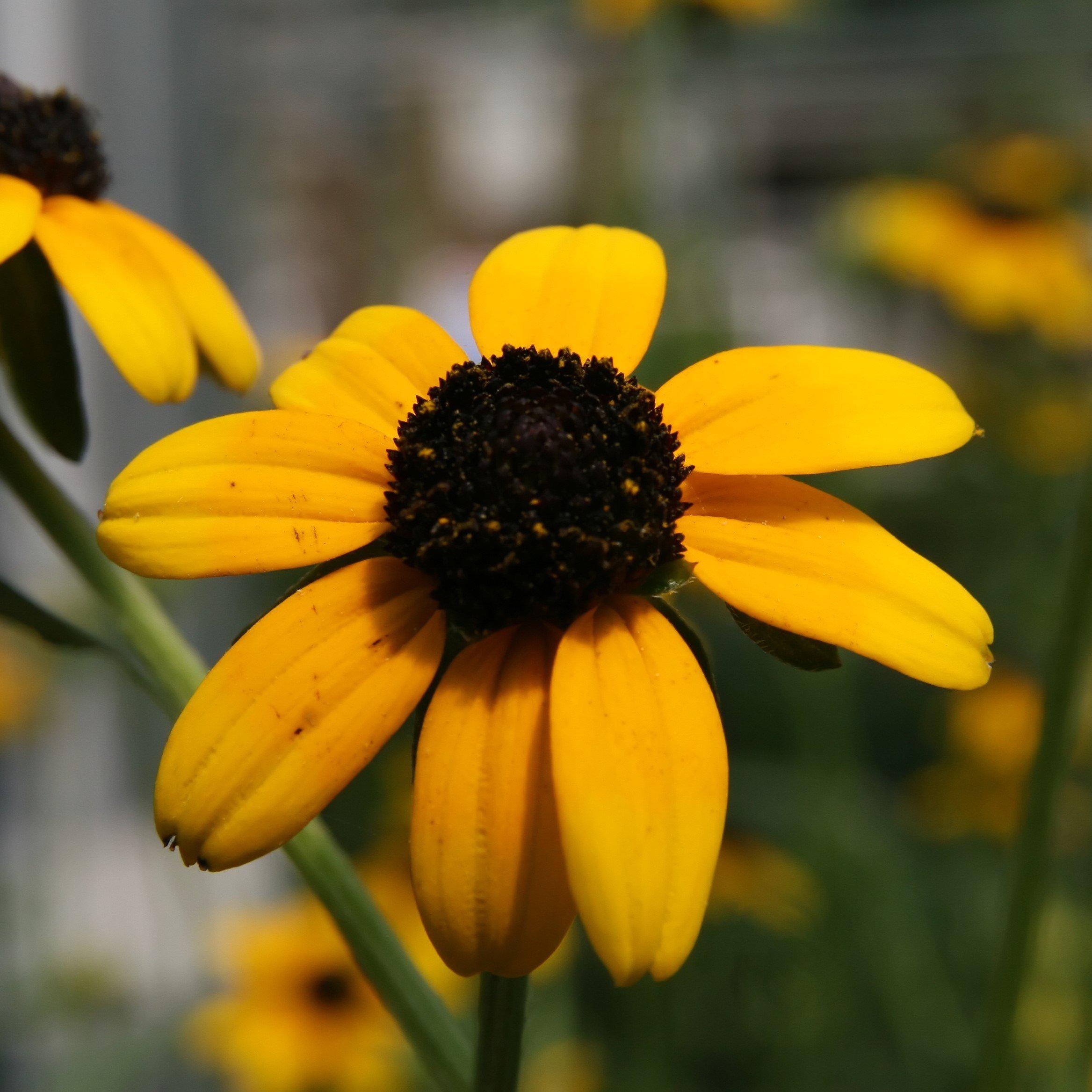 Black-Eyed Susan
