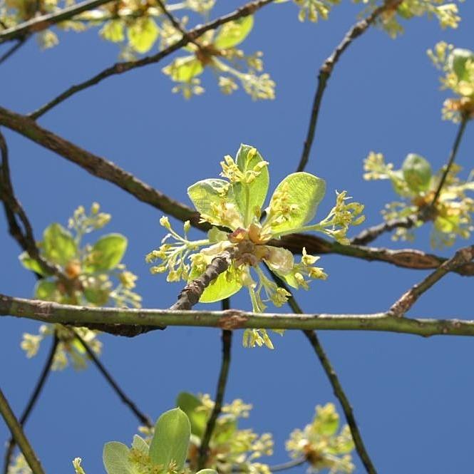 Sassafras