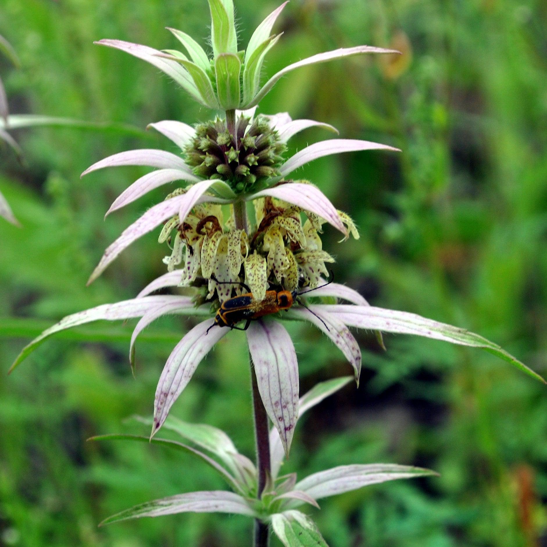 Spotted Beebalm