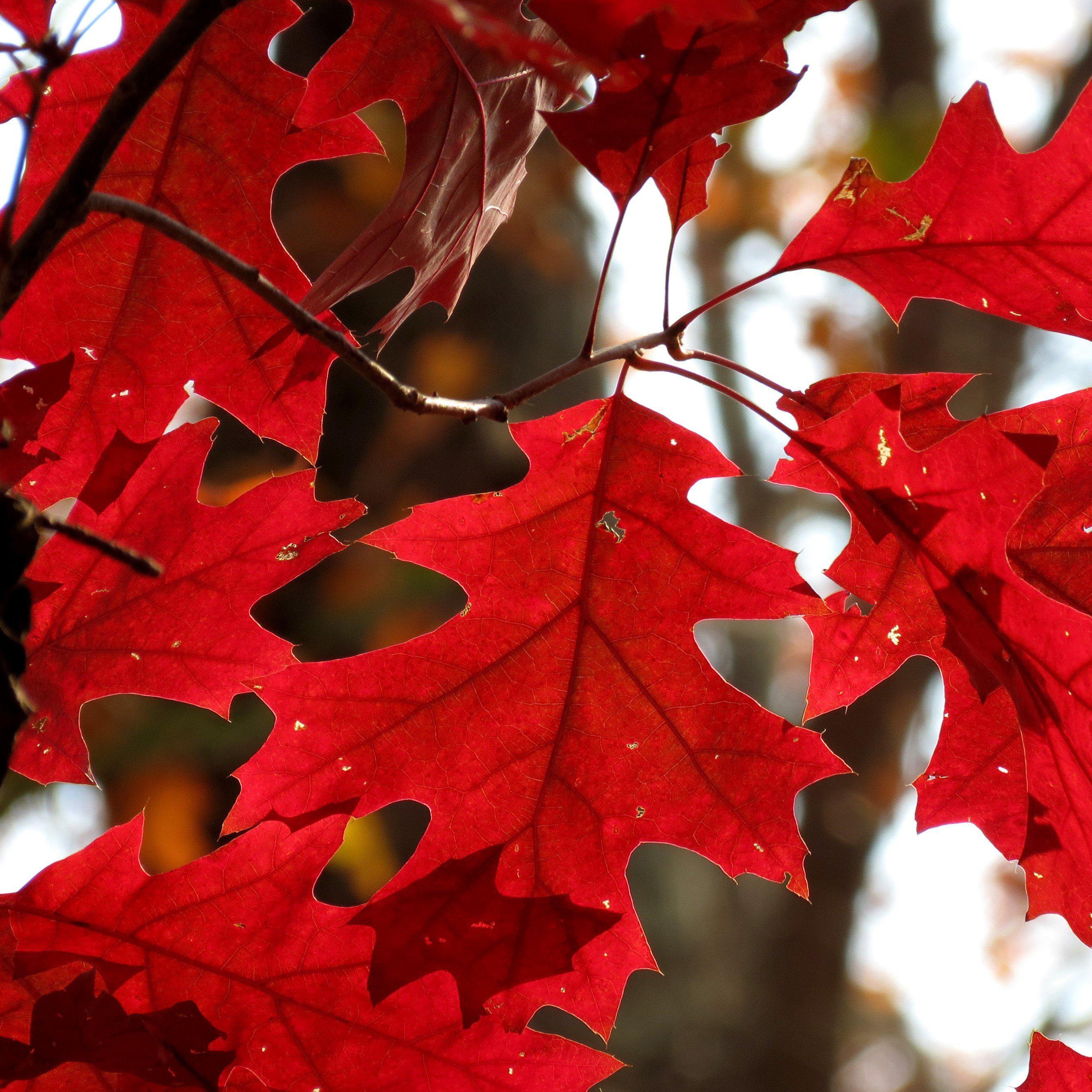 Northern Red Oak