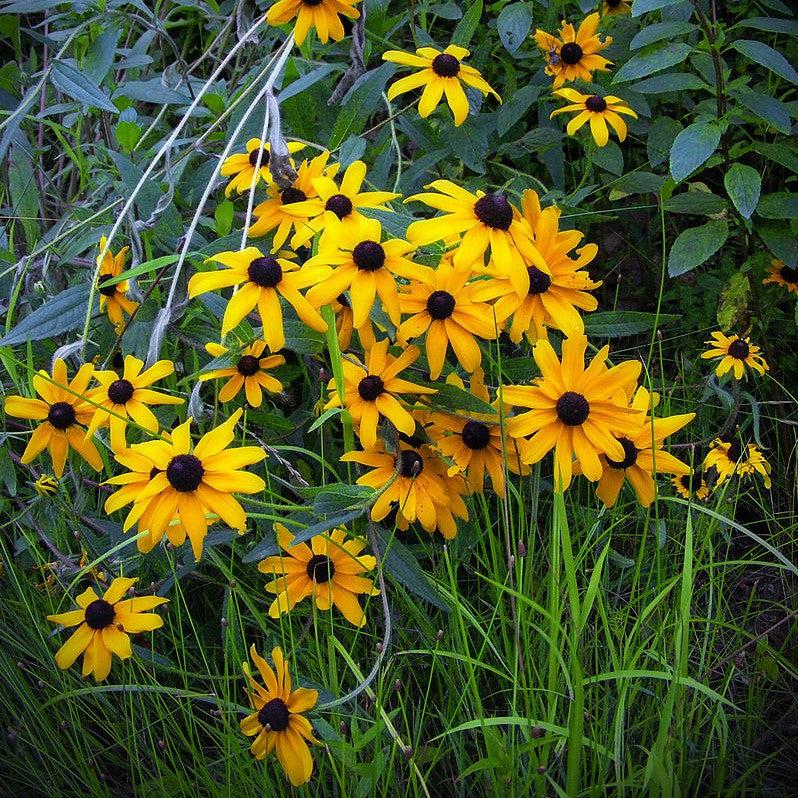 Black-Eyed Susan