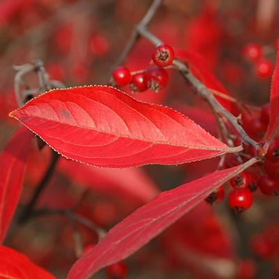 Brilliant Red Chokeberry