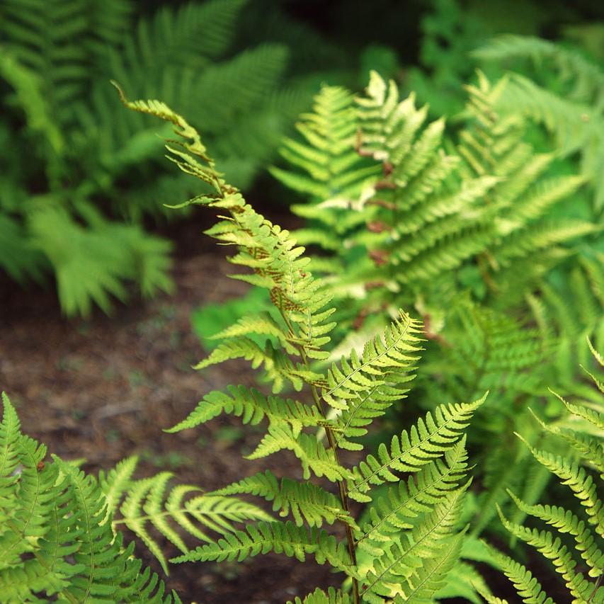 Eastern Wood Fern, Leatherwood Fern