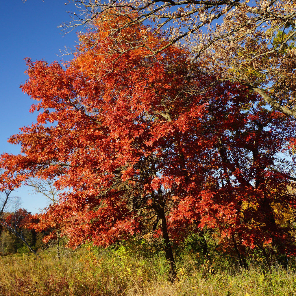 Northern Red Oak