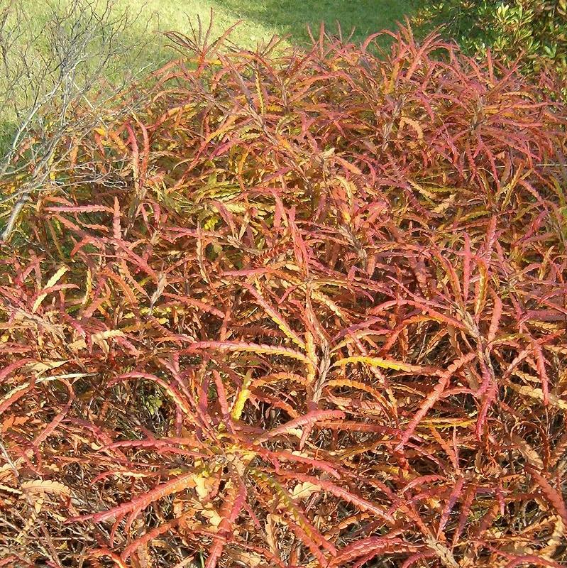 Sweet Fern