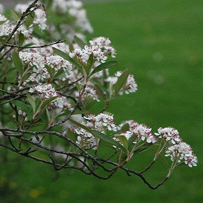 Brilliant Red Chokeberry