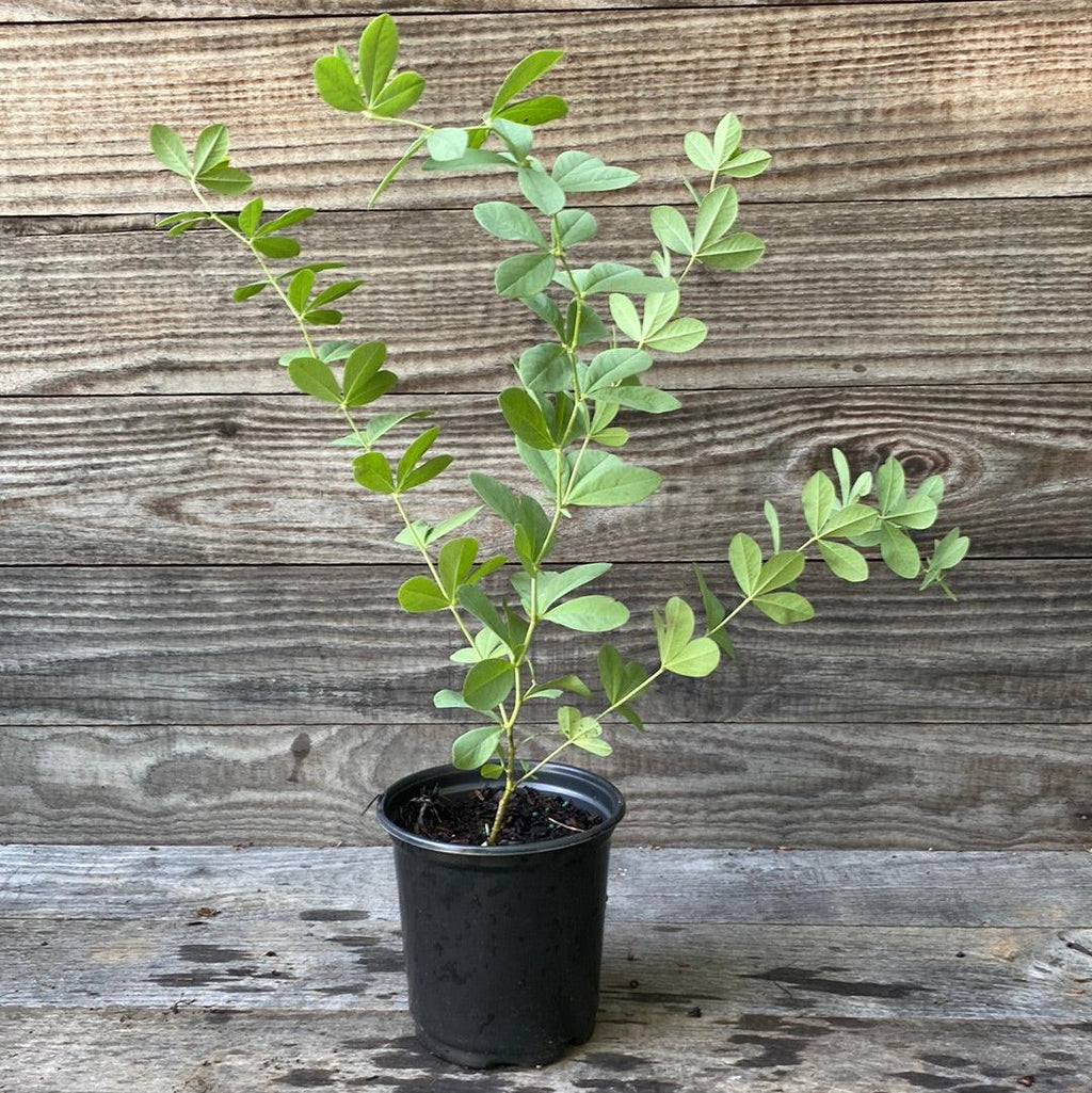 Blue False Indigo