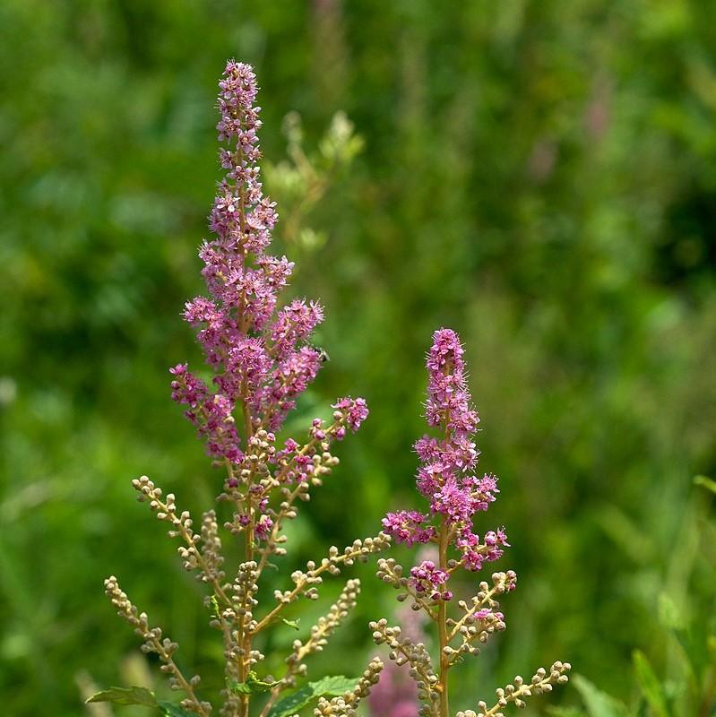 Steeplebush