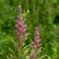 Steeplebush