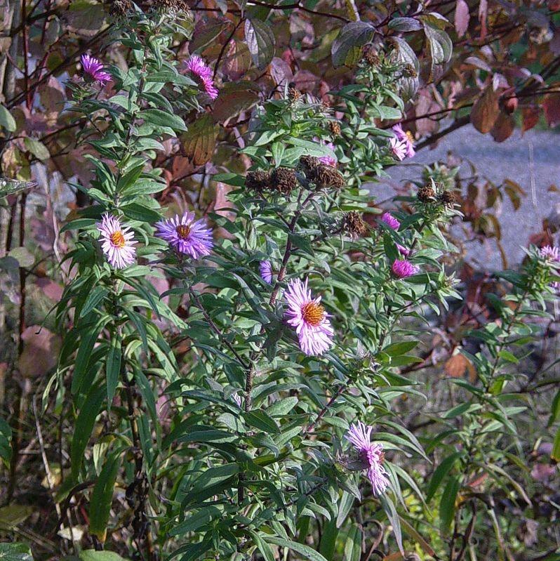 New York Aster