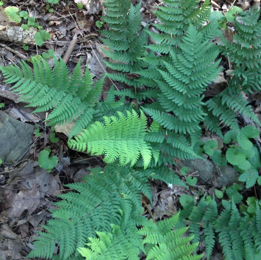 Eastern Wood Fern, Leatherwood Fern