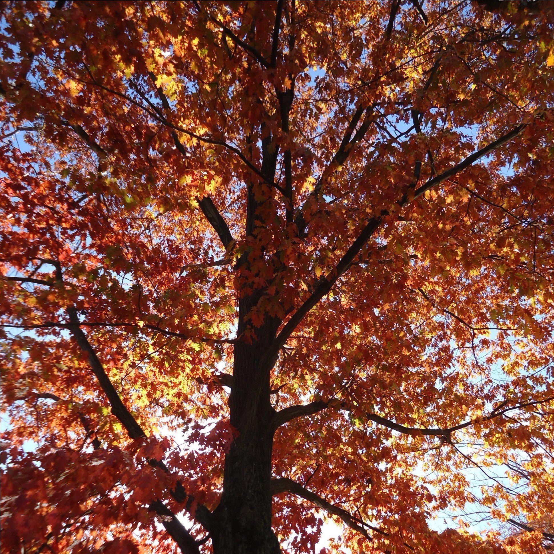 Northern Red Oak