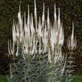 Culver's Root