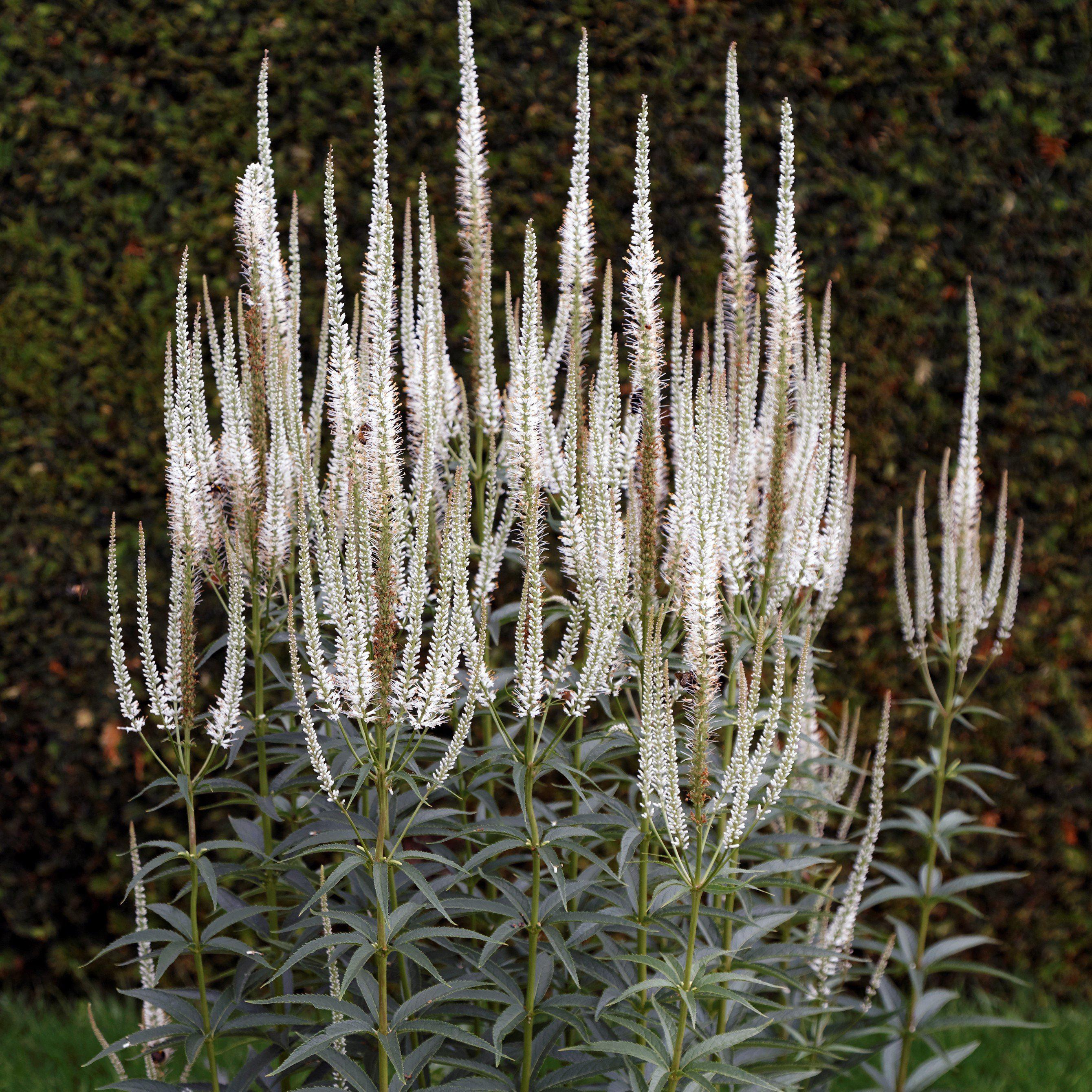 Culver's Root