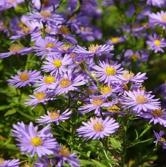 Smooth Aster