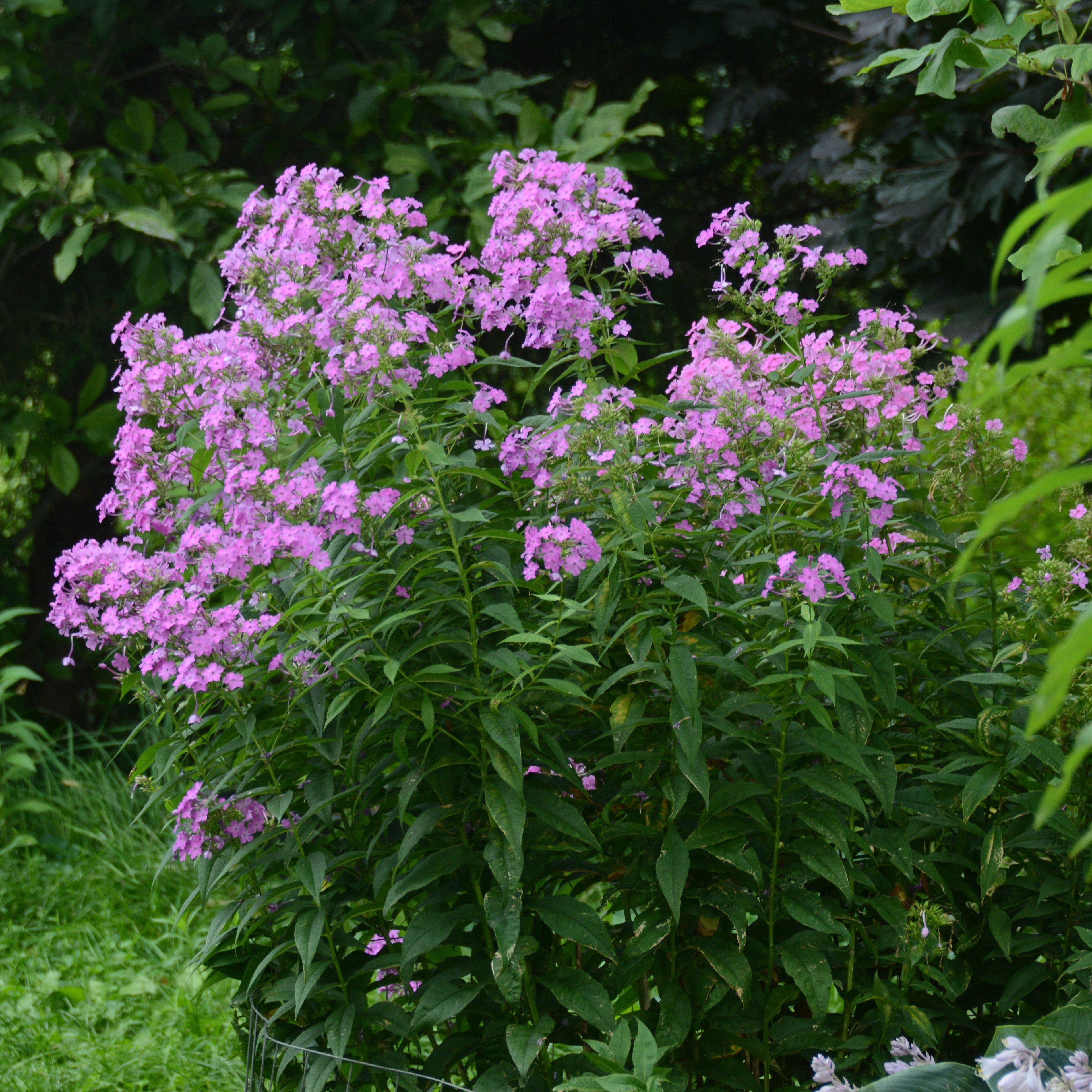 Jeana Garden Phlox