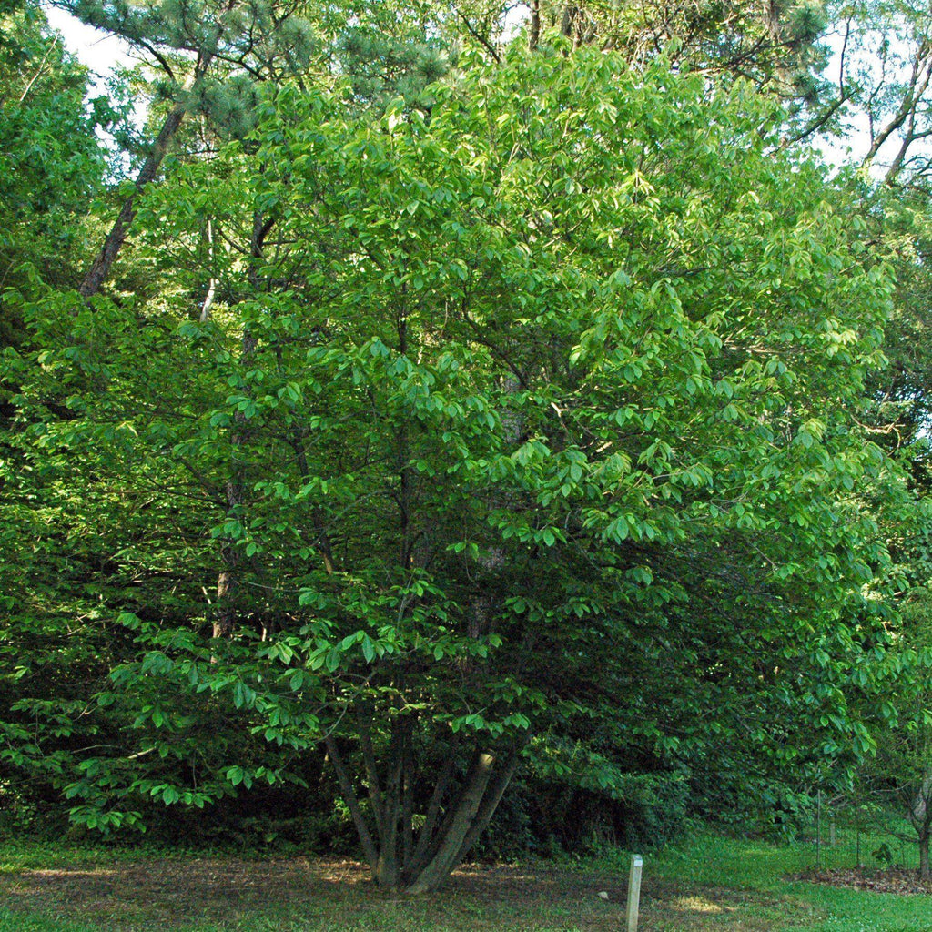 Common Pawpaw, Tall Pawpaw