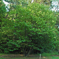 Common Pawpaw, Tall Pawpaw
