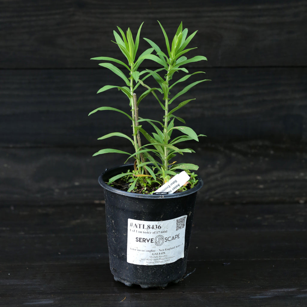 New England Aster