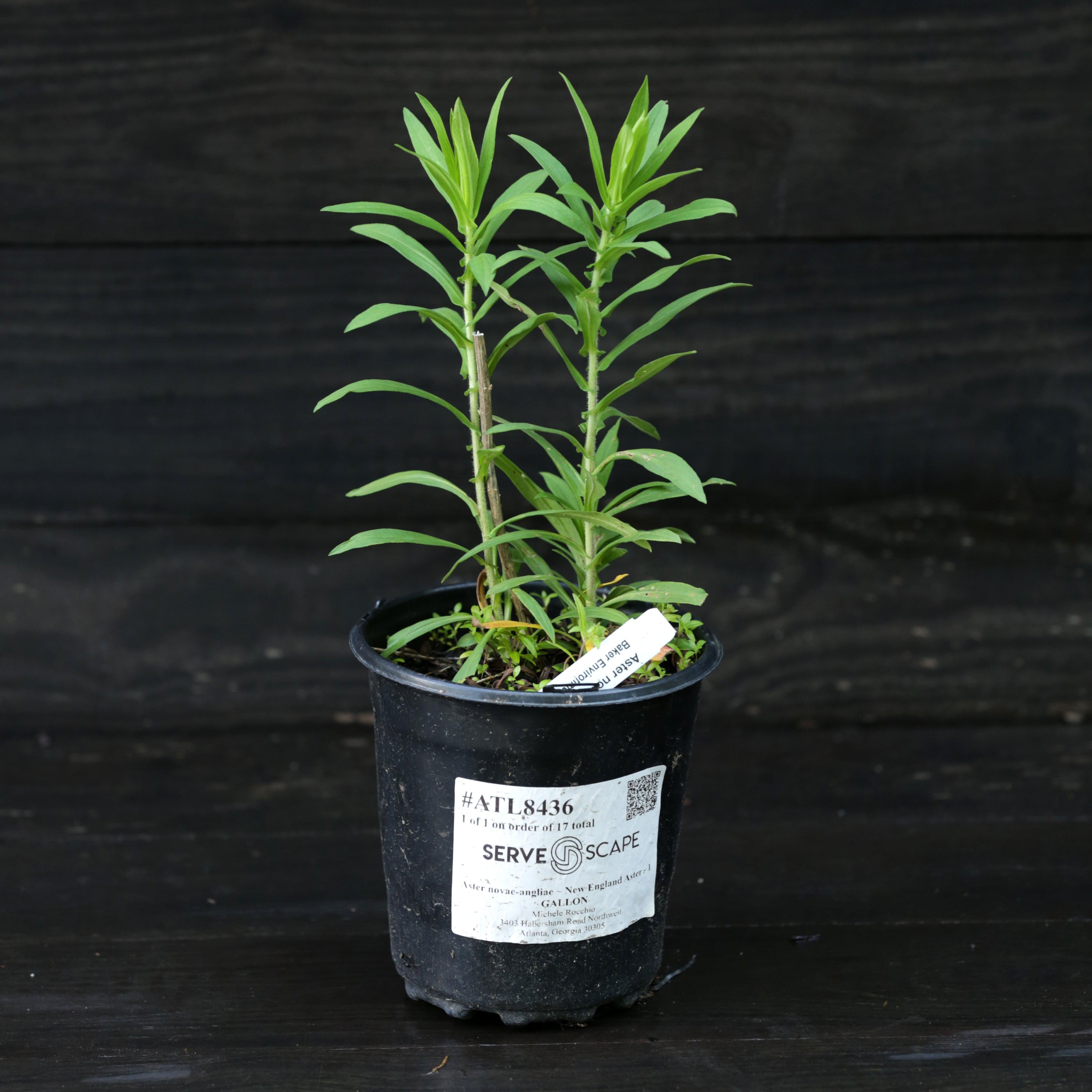 New England Aster