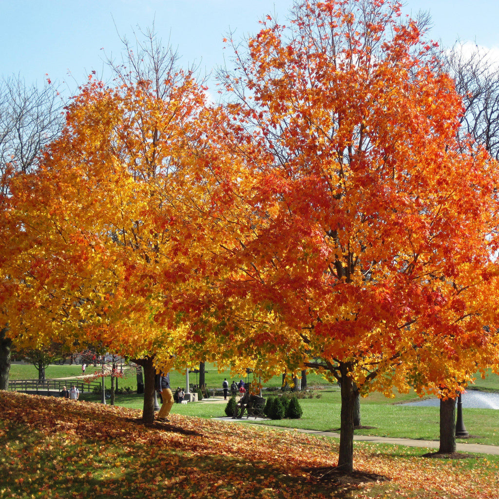 Sugar Maple
