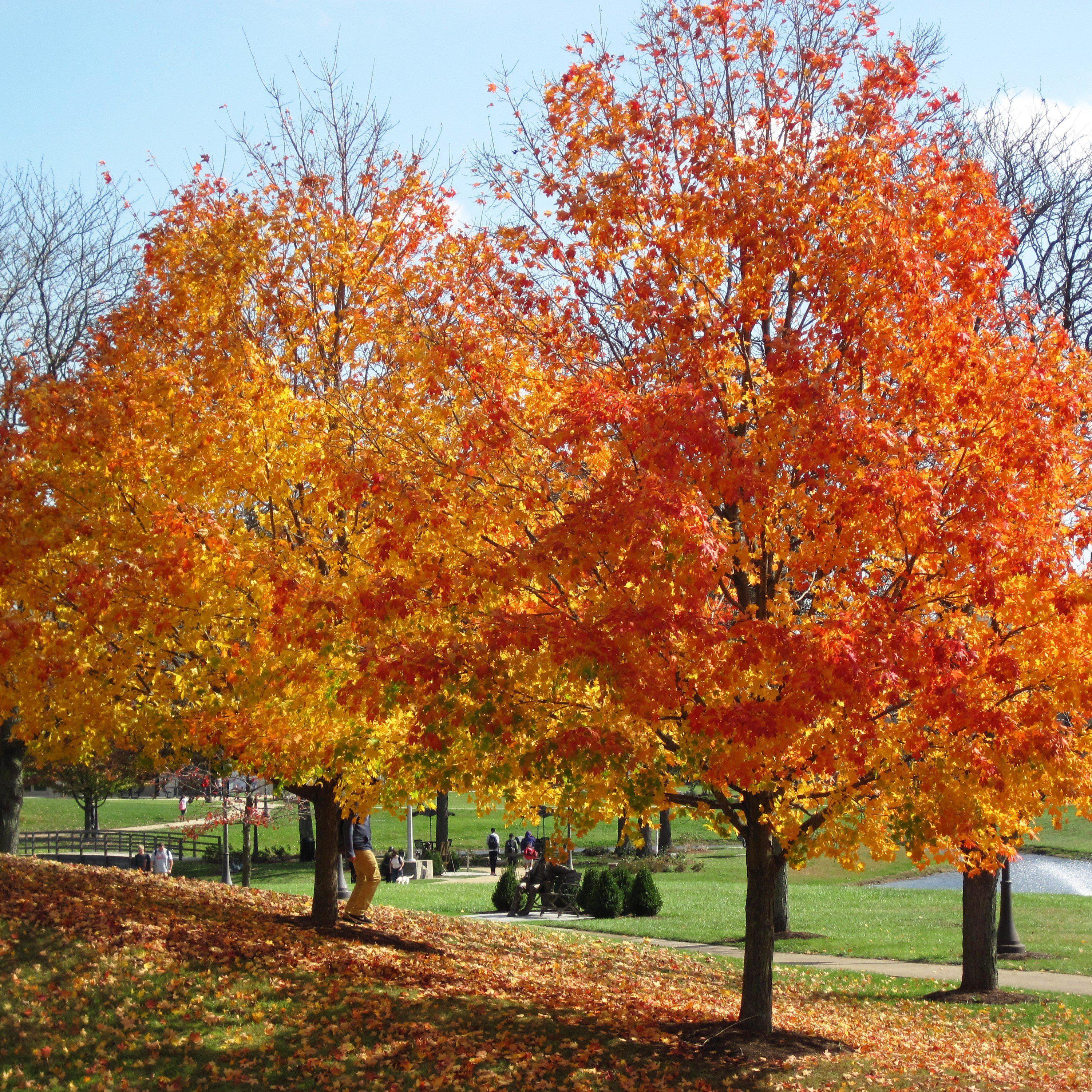 Sugar Maple