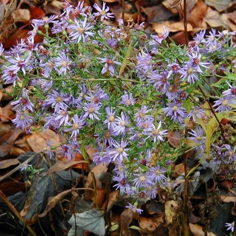 Blue Wood Aster