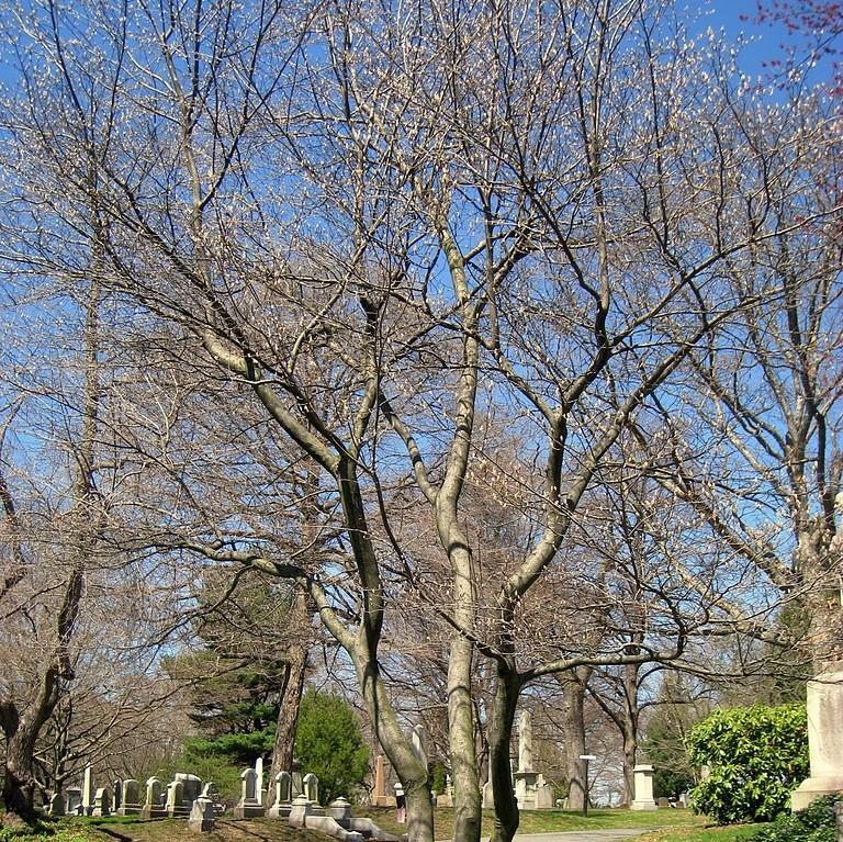 Shadblow Serviceberry