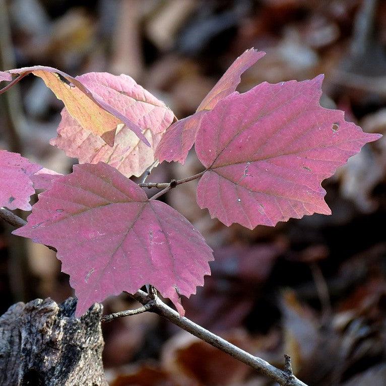 Mapleleaf Viburnum