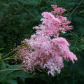 Venusta Queen of the Prairie
