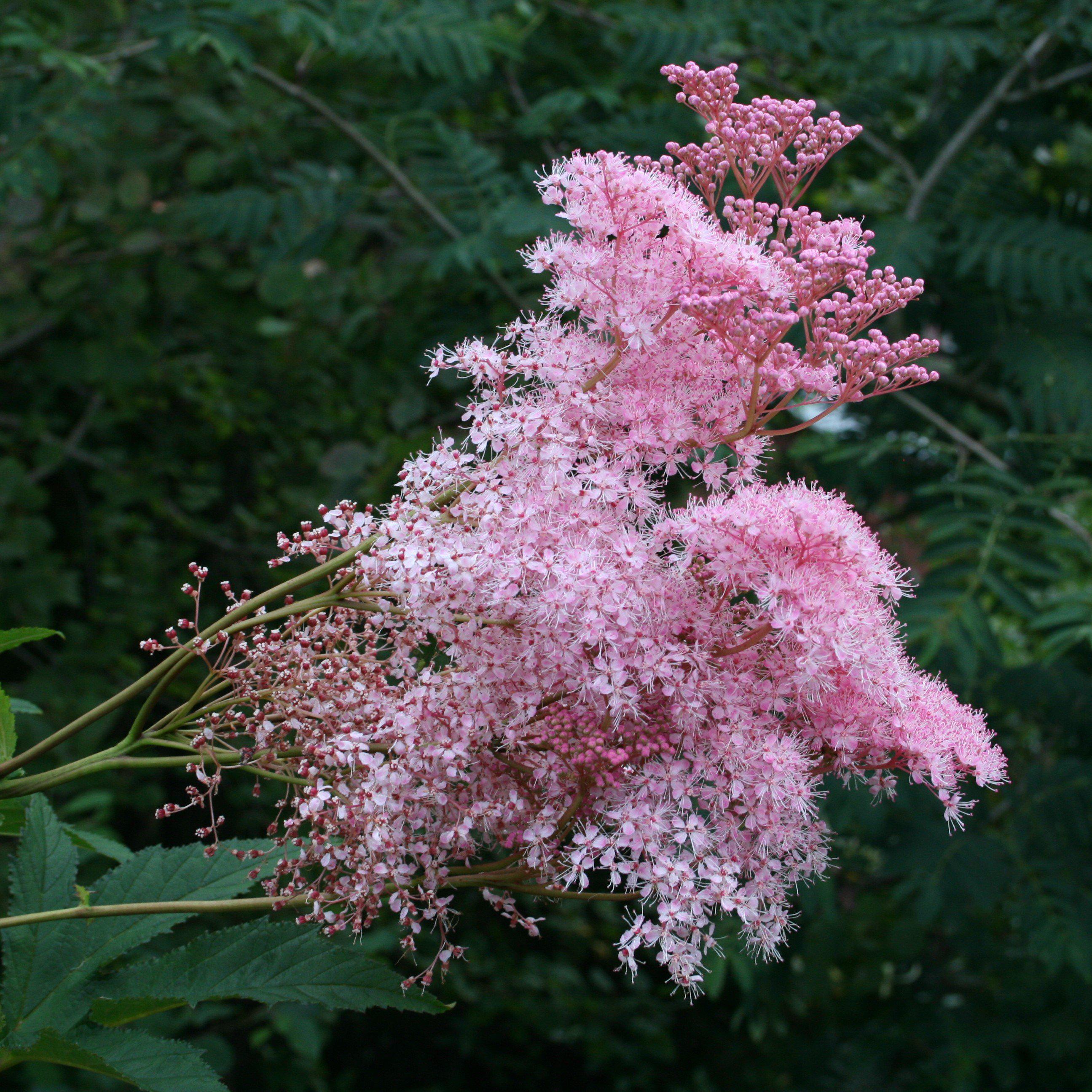 Venusta Queen of the Prairie