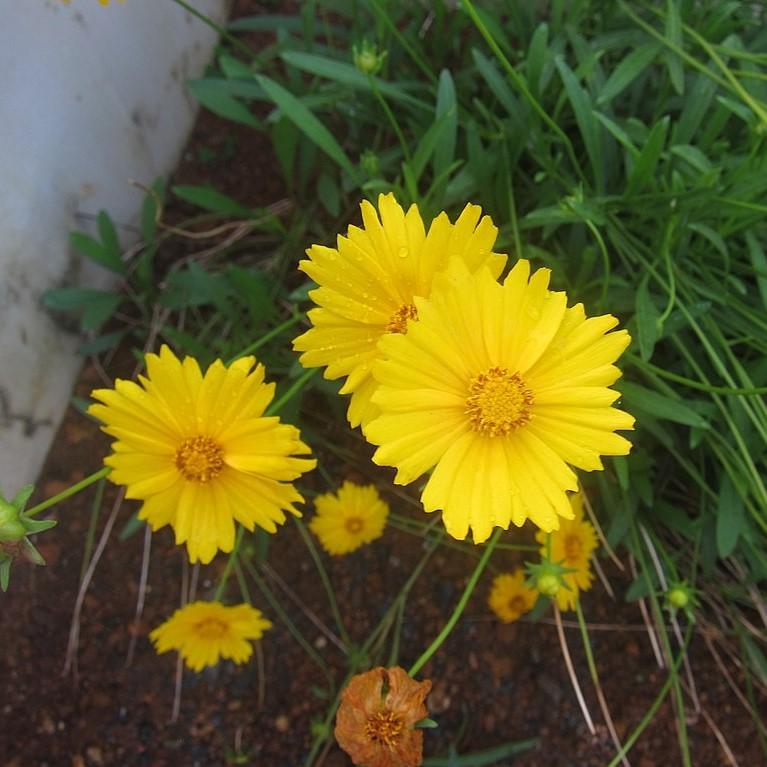 Lanceleaf Coreopsis