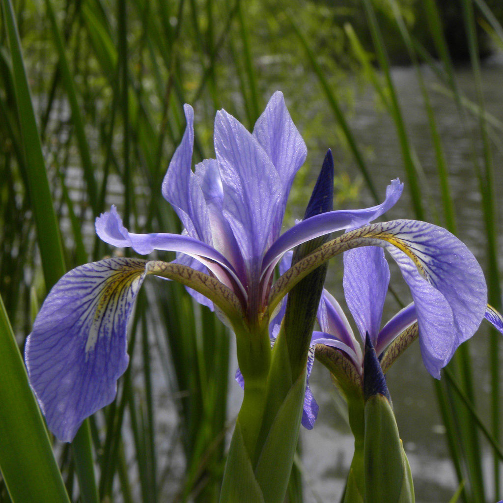 Northern Blue Flag Iris, Harlequin Blue Flag