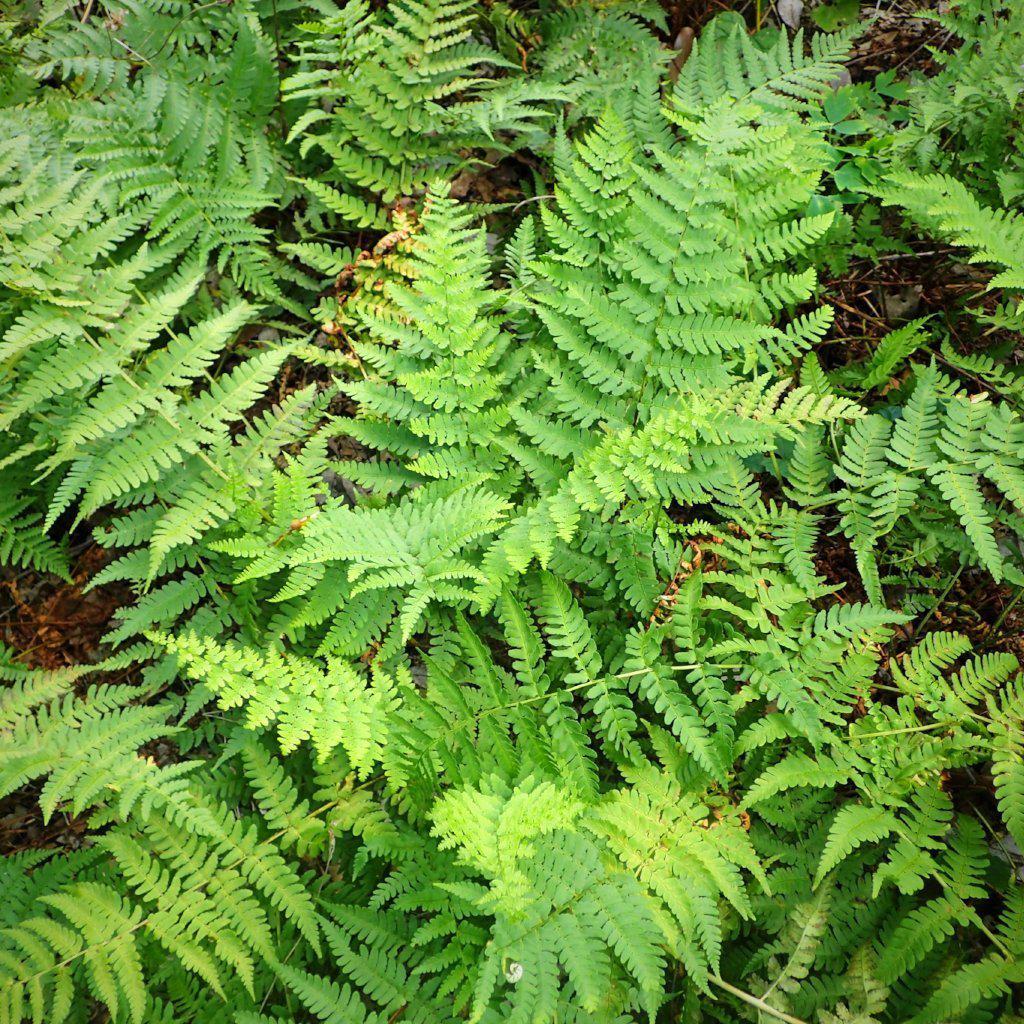 Eastern Wood Fern, Leatherwood Fern