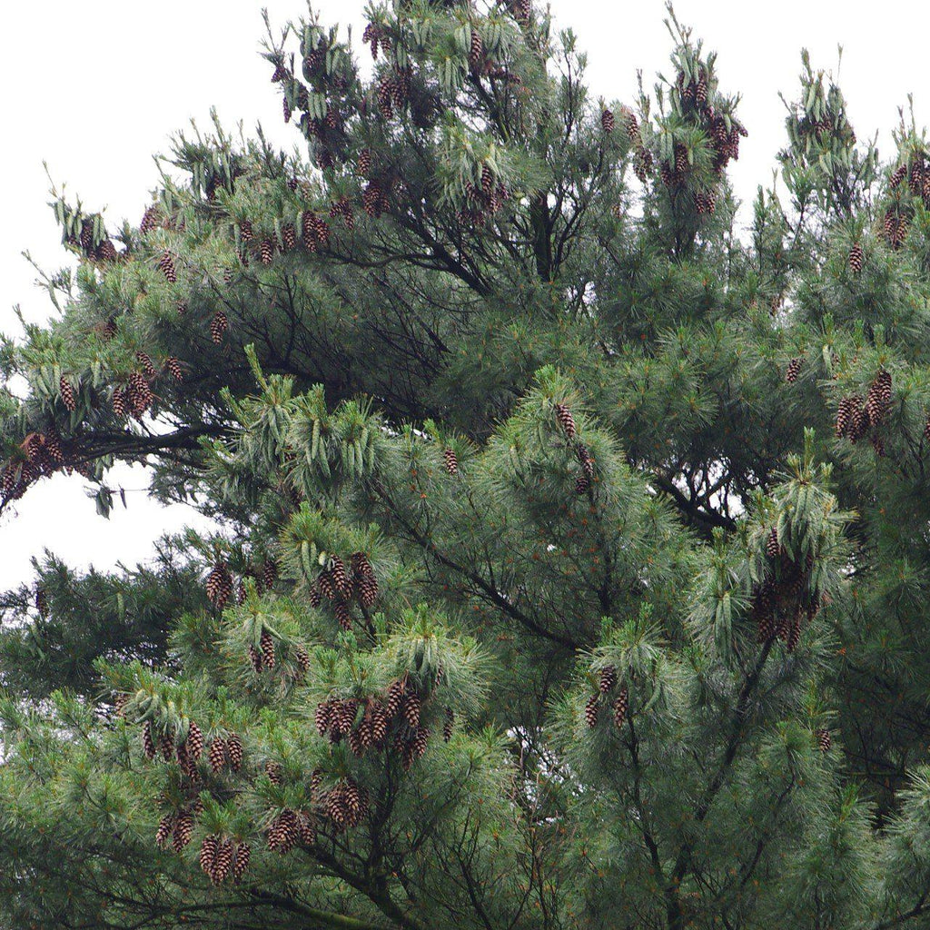 White Pine