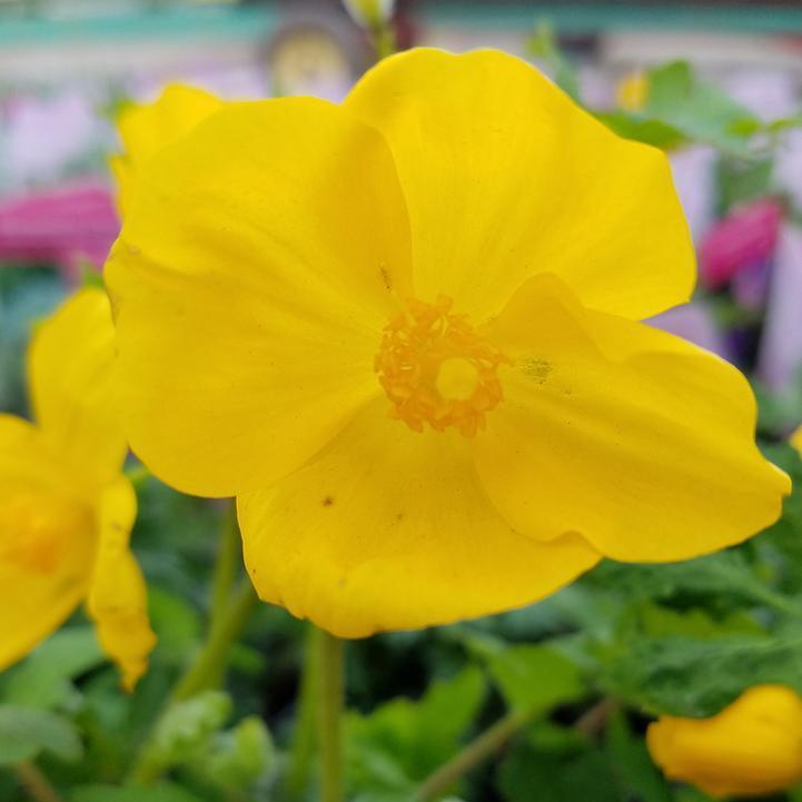 Celandine Poppy