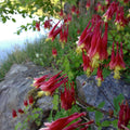 Wild Columbine
