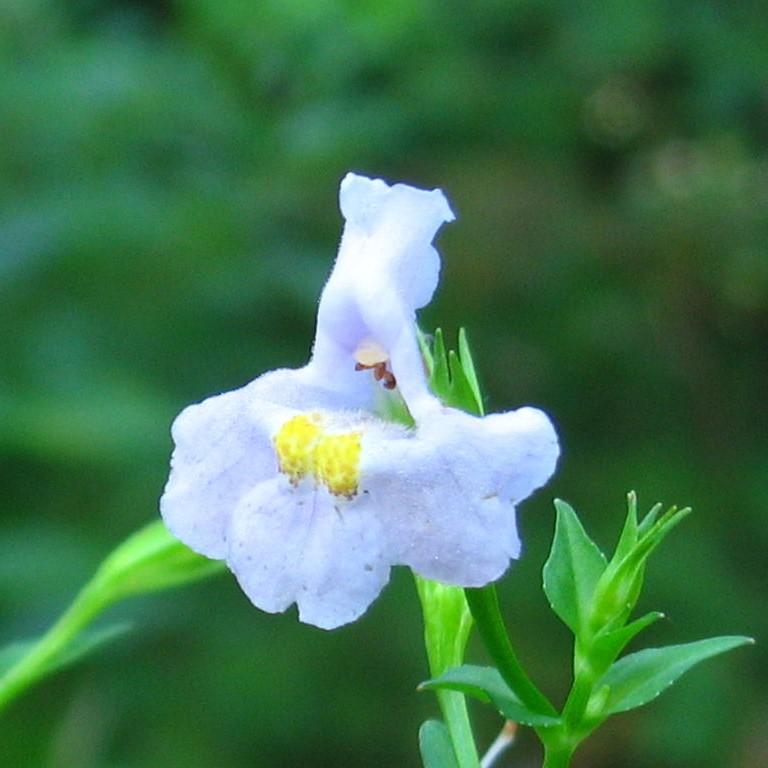 Allegheny Monkey Flower