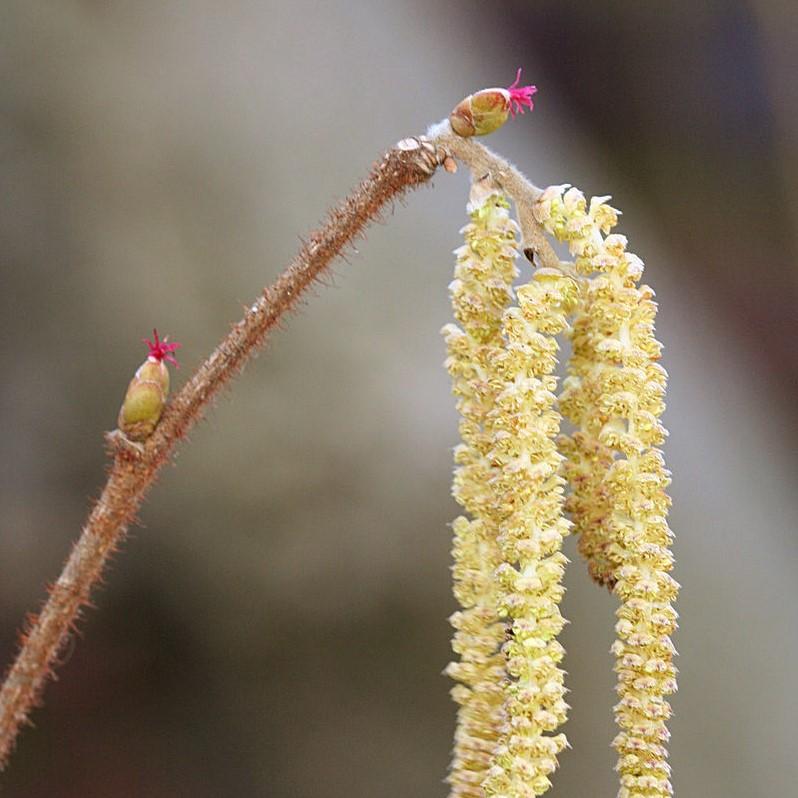 Hazelnut, American Filbert