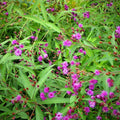 New York Ironweed