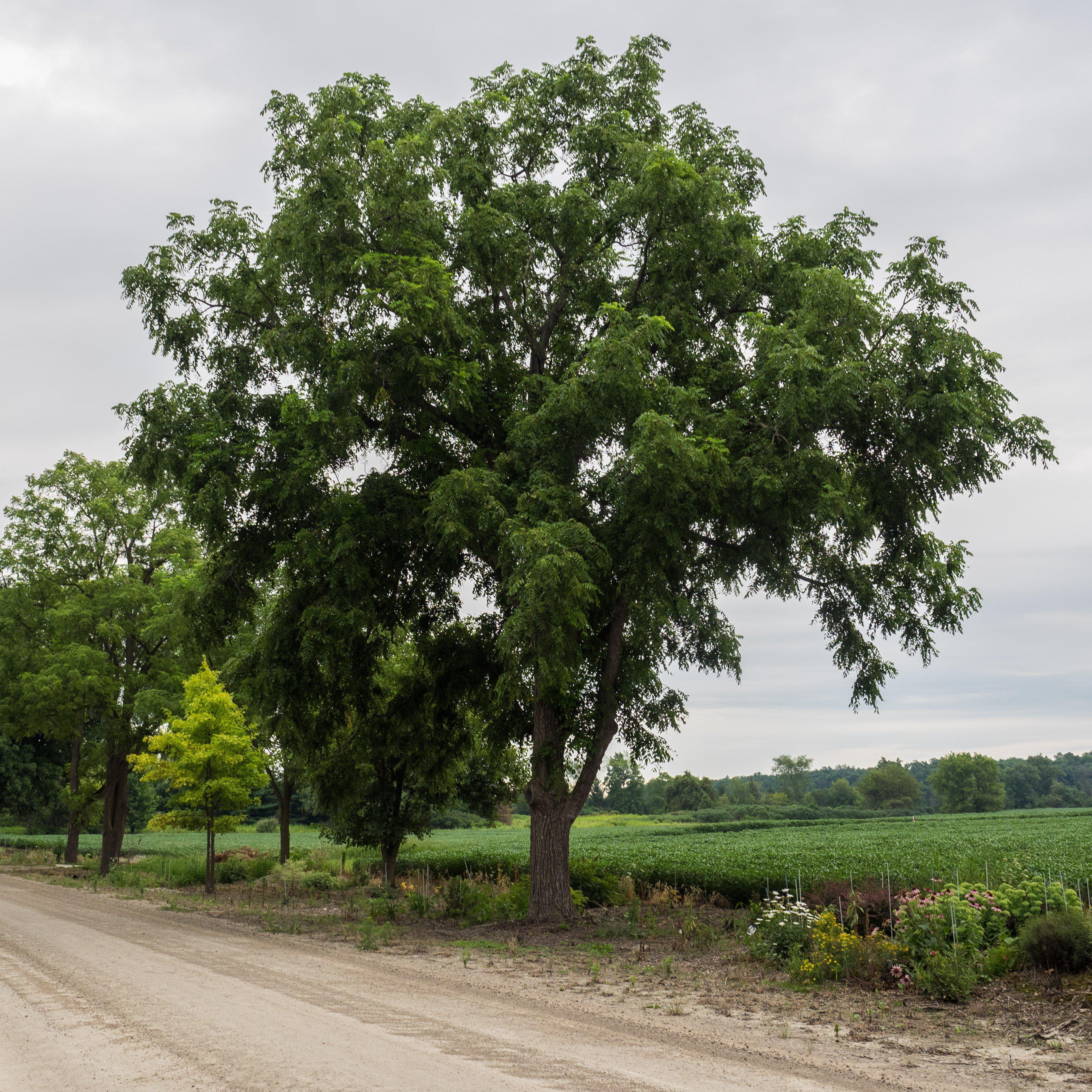 Black Walnut