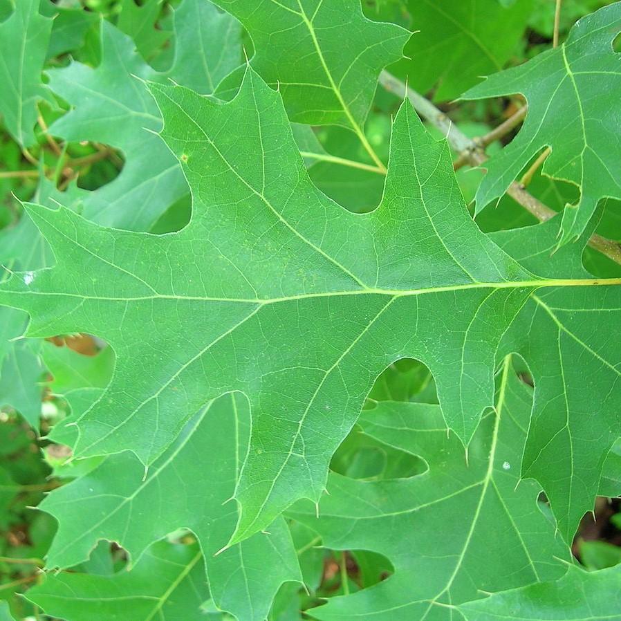 Scarlet Oak