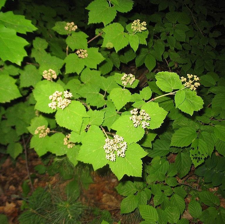 Mapleleaf Viburnum