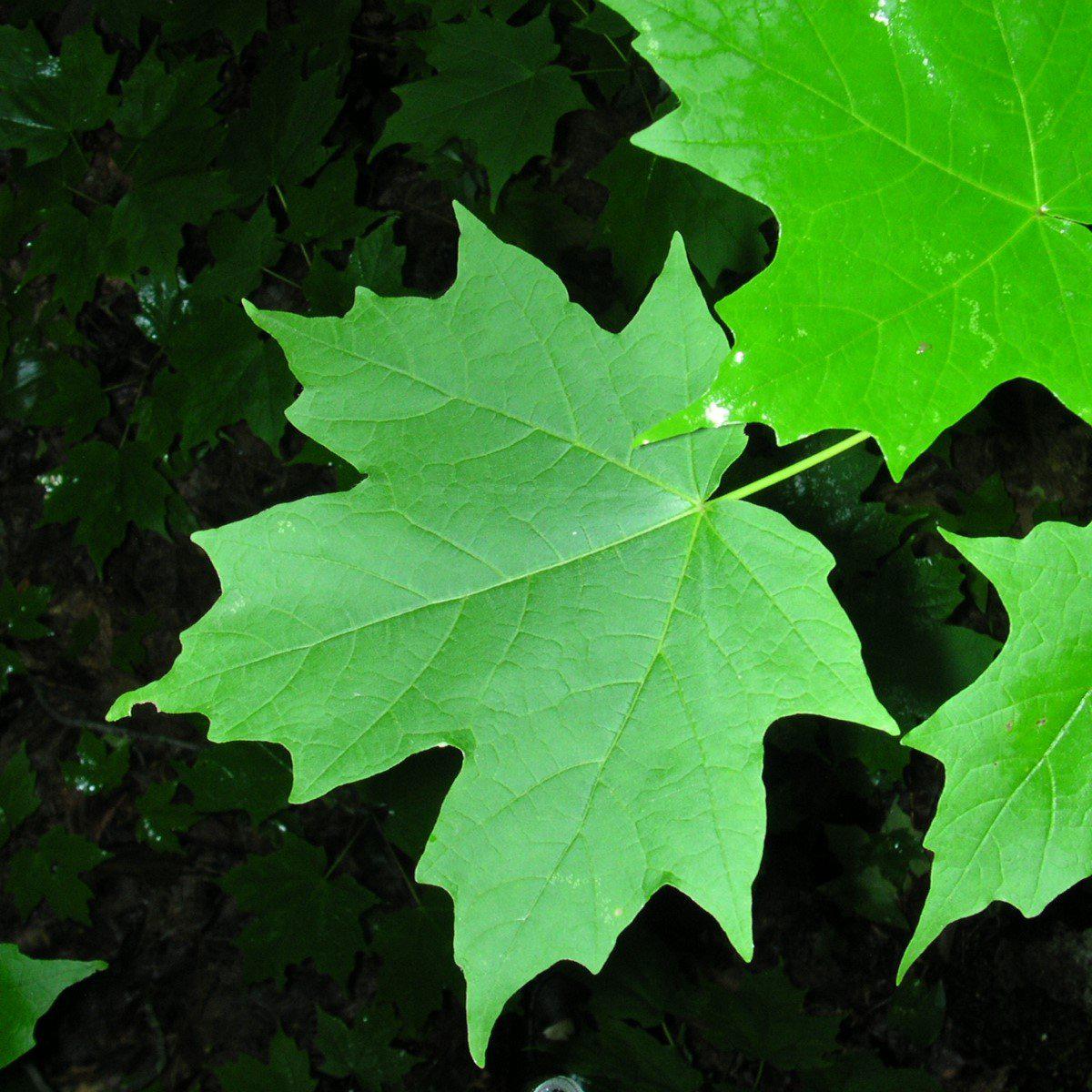 Sugar Maple